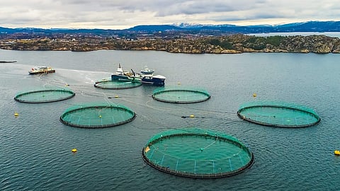 A salmon farm somewhere in Ireland