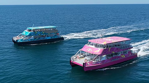 Flirty Flamingo (nearest to camera) and Sassy Starfish