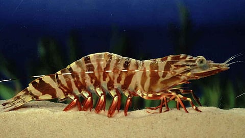 Tiger prawn