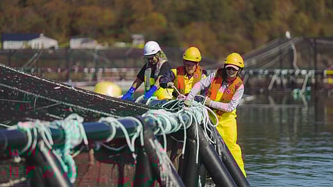 Canadian fish farmers working on aquaculture pen