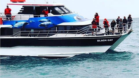 Black Cat Cruises' catamaran sightseeing vessel Black Cat (photo date unknown)