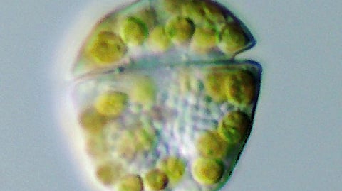 Dorsal view of Karenia cristata