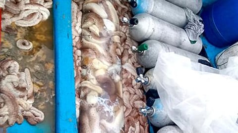 Seized sea cucumbers and dive tanks