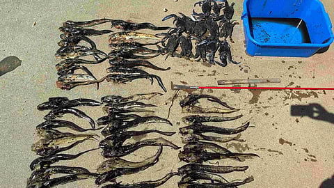 Haul of seized cobbler and crabs