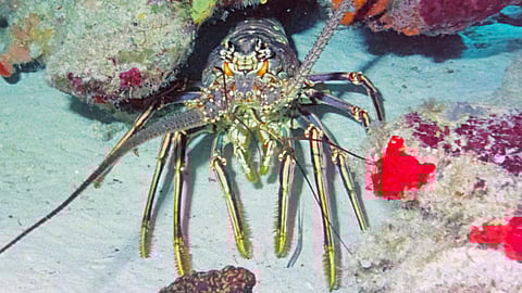 Spiny lobster Pexels James Lee