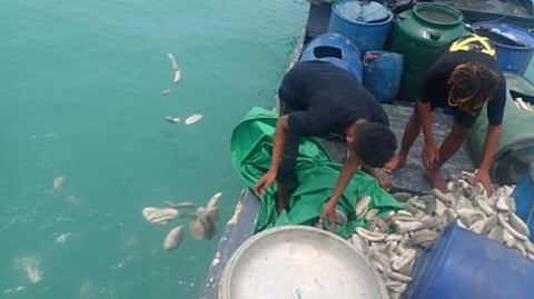 Two of the apprehended Indonesian fishermen disposing of the seized sea cucumber under the supervision of Australian Border Force personnel, March 3, 2026