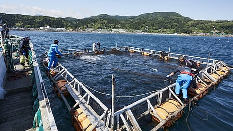 Trout farming operations Okamura Foods