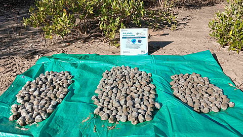 Ark shells illegally collected from King Bay