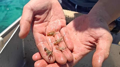 Some of the puerulus collected in the 2026 settlement season DPIRD