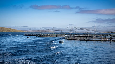 Salmon farm Cooke Aquaculture Scotland
