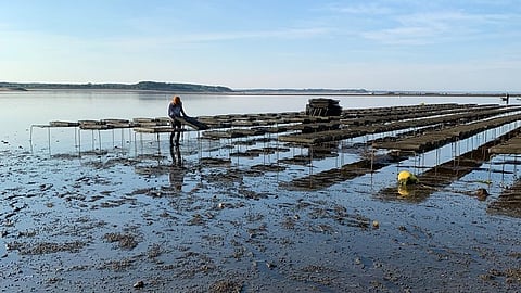 An oyster farm in Wellfleet, Massachusetts
