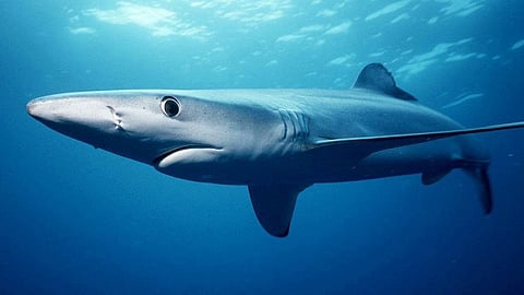 Blue shark
