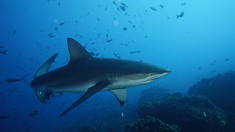The waters off Ecuador's Galapagos Islands are home to more than 30 species of shark.