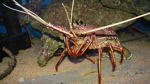 Western rock lobster