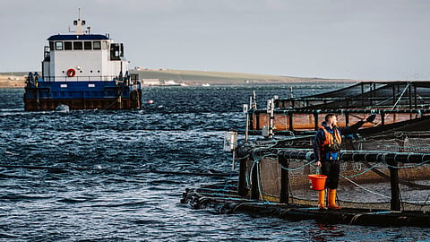 A Scottish Sea Farms pen