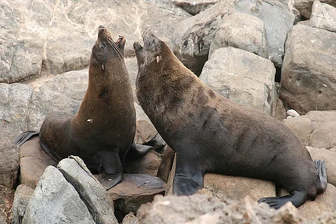 Arctocephalus forsteri. Photo: Mike Lehmann/Wikipedia
