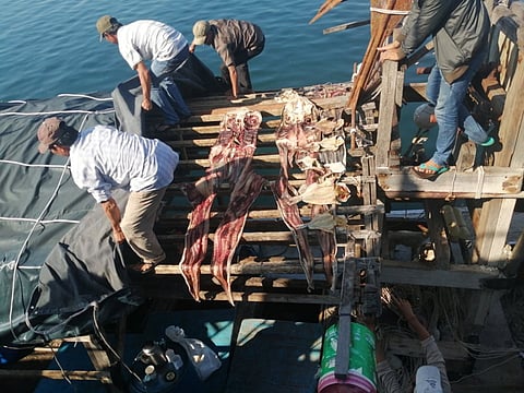 Vietnamese boat crew detained for illegal shark fishing in Philippines