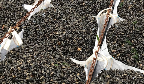 Damen heading research project to develop low-emission mussel farm vessels