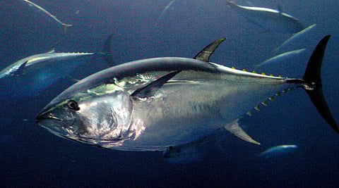 Southern Bluefin Tuna (Photo: Australian Marine Conservation Society)