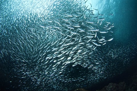 Sardines (Photo: UCSB)