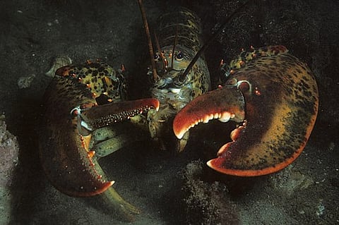 Photo: University of Maine