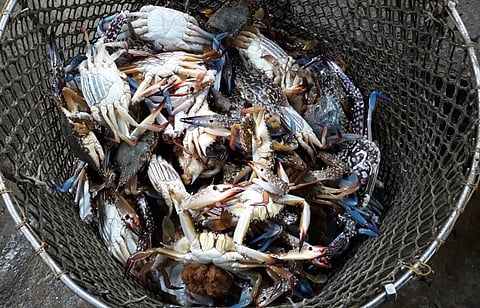 A catch of blue swimming crabs (Photo: World Wildlife Fund)