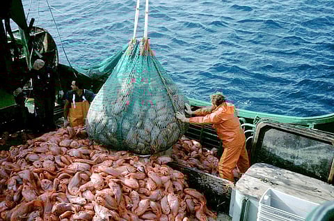 Trawler with a catch of orange roughy (Photo: WWF)