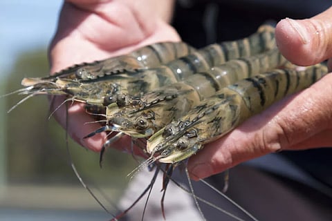 Australian tiger prawns (Photo: CSIRO)