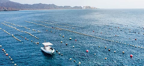 UAE oyster farm takes delivery of locally built RHIB