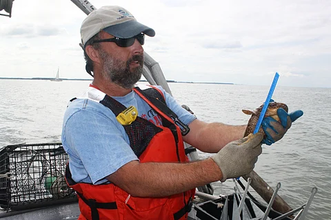 Scientists from the NOAA Chesapeake Bay Office carried out field research on how fish — like this oyster toadfish — and crabs use restored oyster reefs for habitat.(Photo: NOAA)