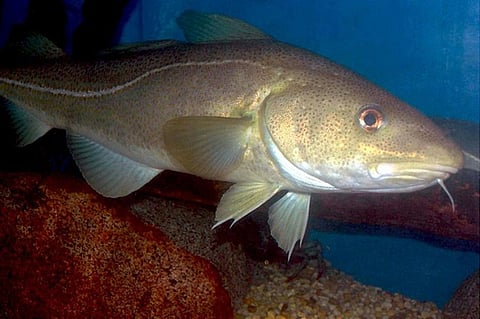 Atlantic Cod (Photo: NOAA Fisheries)
