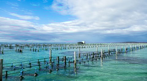An oyster farm somewhere in Australia (Photo: The Nature Conservancy)
