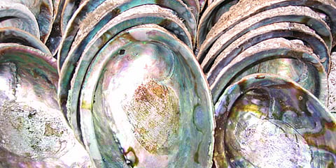 Photo: Paua Industry Council