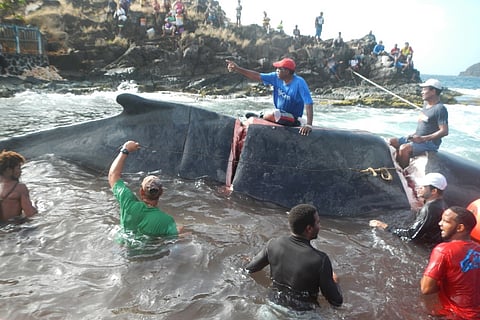 Photo: International Whaling Commission