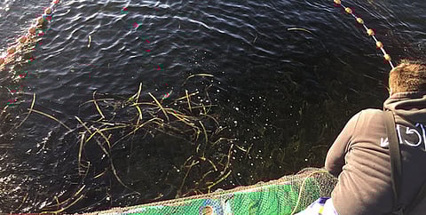 Photo: South Australia Department of Primary Industries and Regions