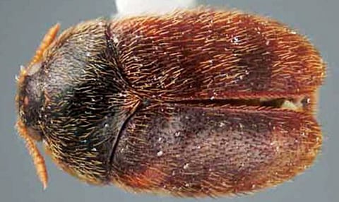 Adult khapra beetle (Photo: University of Florida/S. Weingarten)