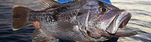 West Australian dhufish (Photo: Recfishwest.org.au)