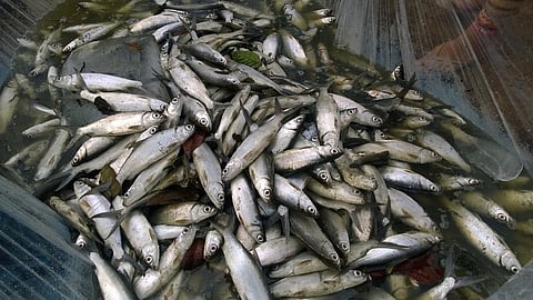 Farm-raised milkfish in Pangasinan province, Philippines