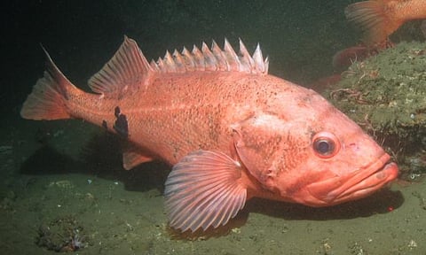 Blackspotted rockfish off the US West Coast. The greater reproductive capacity of older, larger females among West Coast rockfishes has been well documented, relative to smaller fish of the same weight. (Photo: Southwest Fisheries Science Center)