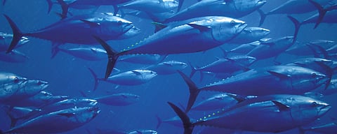 Southern Bluefin Tuna (Photo: Australian Southern Bluefin Tuna Industry Association)