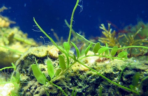 Caulerpa brachypus (Photo: Laboratory of Scientific Projects, Saint Petersburg)