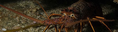 Western rock lobster (Photo: University of Western Australia)