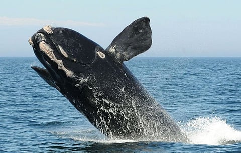A North Atlantic Right Whale (Photo: Rhode Island Sea Grant)