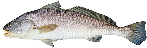 Black jewfish