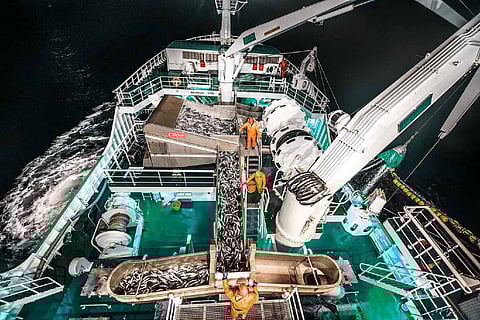 Best Fish Handling System Supplier – Cflow Fish Handling (Photo: Cflow/Staale Wattø/Strand Rederi)