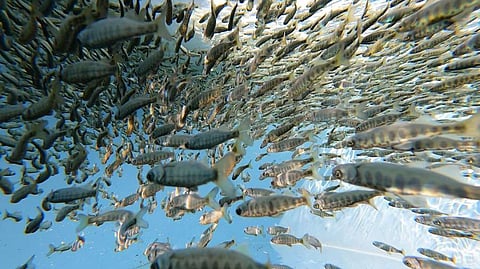 Juvenile Chinook salmon at a British Columbia fish farming facility (Photo: Percy Walkus Hatchery)