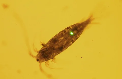 This microscopic image of a copepod zooplankton highlights how even the smallest of marine life can be affected by microplastics in the ocean. The glowing green dot shows a piece of microplastic working its way through the plankton's digestive system. (Photo: PML)