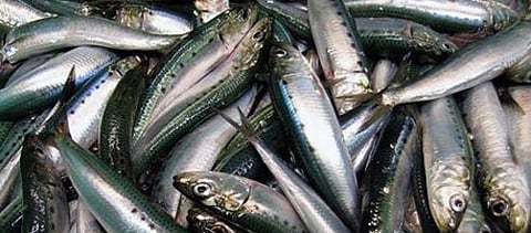 pacificsardine