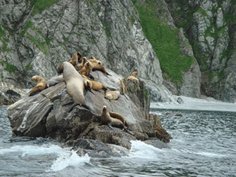sealionsw