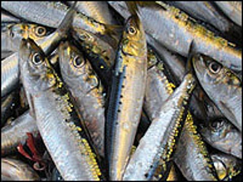 sardines1w